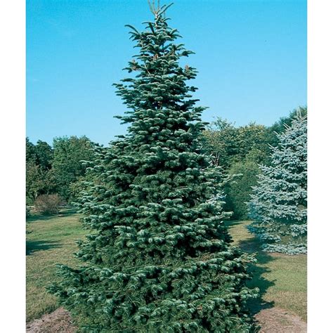 127 Gallon Feature Tree Korean Fir In Pot With Soil In The Trees