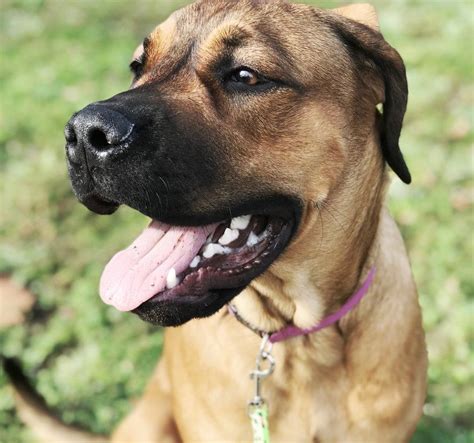 Rottweiler mix breeds are one of the most saught after mix dog breeds. 19 Mastiffs Mixed With Rottweiler | Page 2 of 4 | The Paws ...