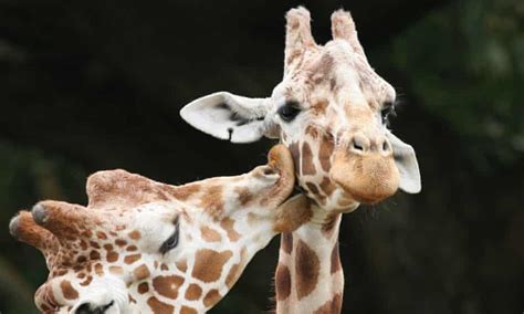 Are 90 Of Giraffes Gay Or Have Their Loving Looks Been Misunderstood