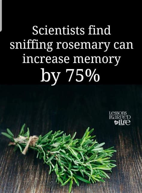Scientists Find Sniffing Rosemary Can Increase Memory By Increase