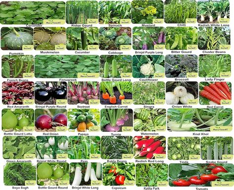Mix Indian Vegetable Seeds Bank For Home Garden 45 Variety