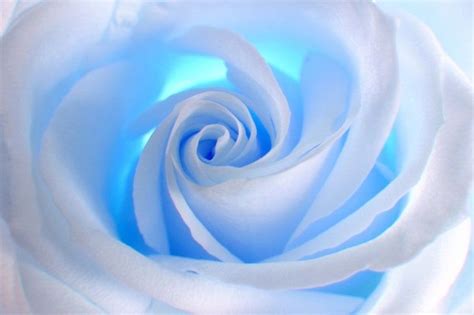 Blue Rose Large Wall Mural Self Adhesive Vinyl Wallpaper Etsy Blue