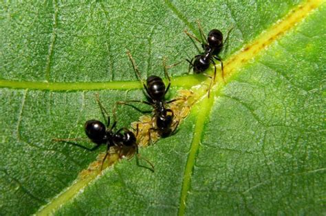 ¿cómo podemos echar a las hormigas de nuestras casas? ¿Cómo eliminar las hormigas del huerto?