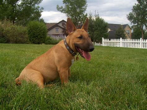 77 Solid Red Red English Bull Terrier L2sanpiero
