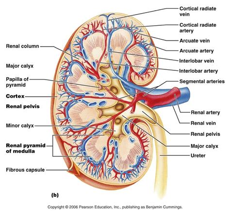 What are the 3 types of arteries? abnormal posiyion of renal pelvis | ... exhibits cone ...