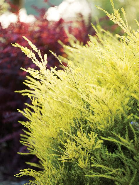 Top Plants For Summer Color Sunset Magazine