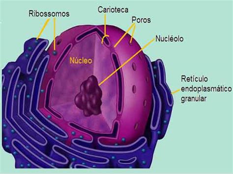 Núcleo Celular Função E Estrutura Planeta Biologia