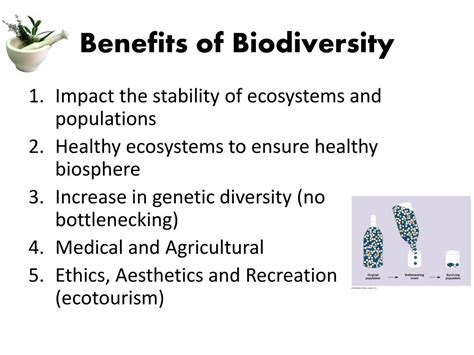 Ppt Chapter 10 Biodiversity P 240 258 Powerpoint Presentation Free