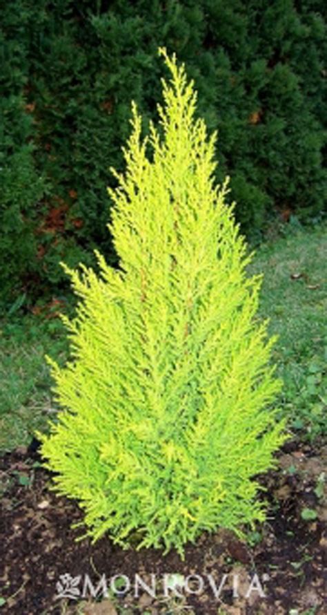 Monterey cypress belongs to the cupressus genus, macrocarpa species, and cupressaceae family. Cupressus macrocarpa Wilma Goldcrest at Arts Nursery