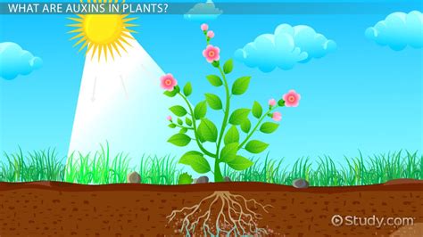 Auxin In Plants Overview And Function What Is Auxin Video And Lesson