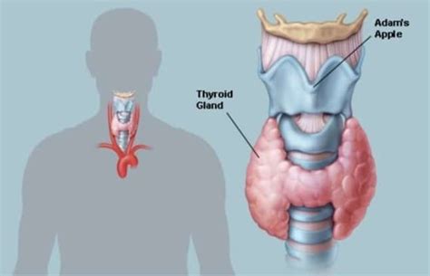 Thyroid Checkup Medconnectkart