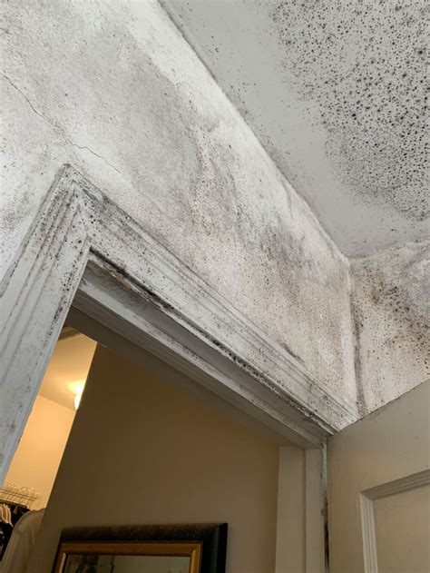 How To Remove Mold From Drywall Ceiling Shelly Lighting