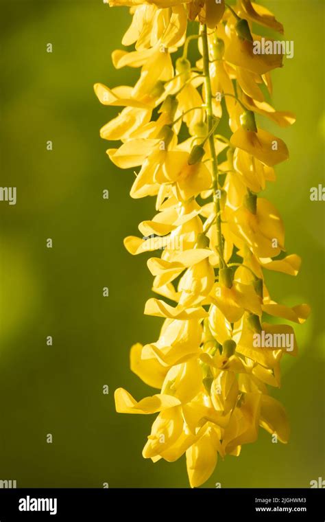 Golden Flower Tree Hi Res Stock Photography And Images Alamy