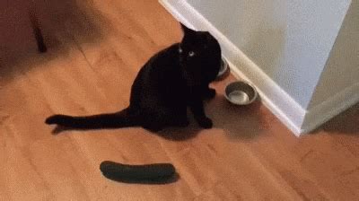 Some people may wonder how anyone could possibly be afraid of cats. Why Are Cats So Hilariously Afraid Of Cucumbers?