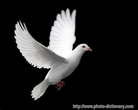 The Difference Between Words Dove And Pigeon English Help Onlines Blog