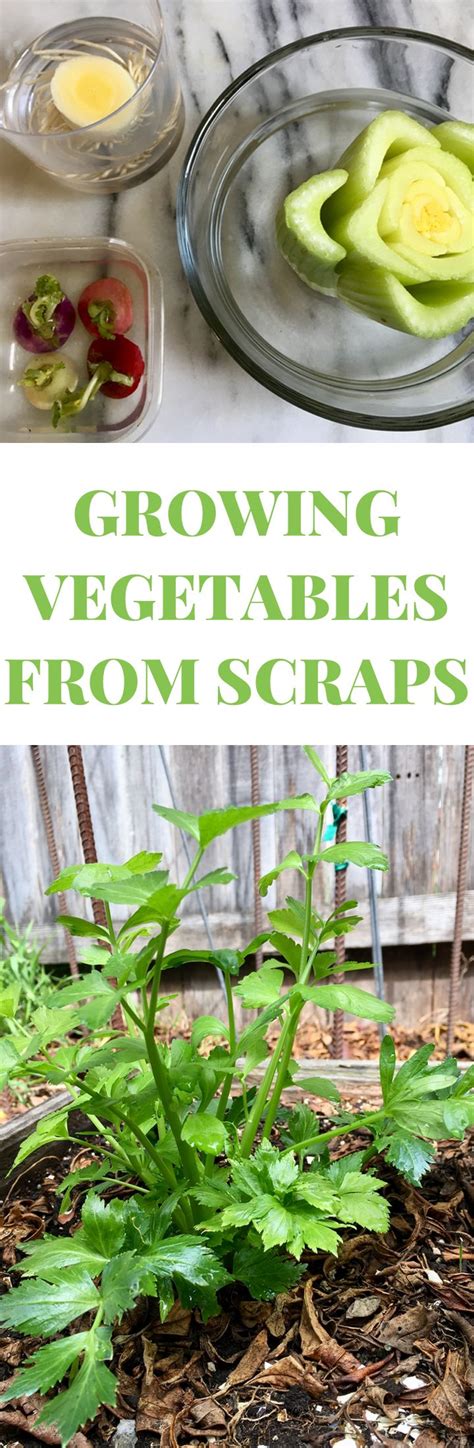 Can You Really Grow Vegetables From Kitchen Scraps Heres What
