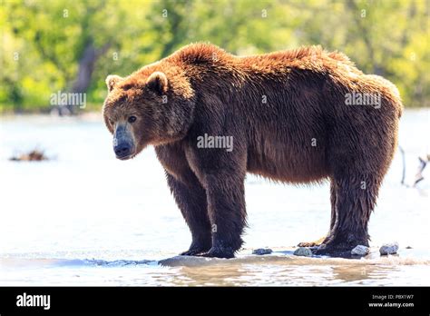Brown Bear Ursus Arctos Beringianus Fishing On The Kurile Lake