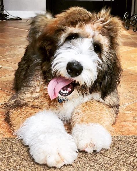 What Is A Bernedoodle — Highfalutin Furry Babies