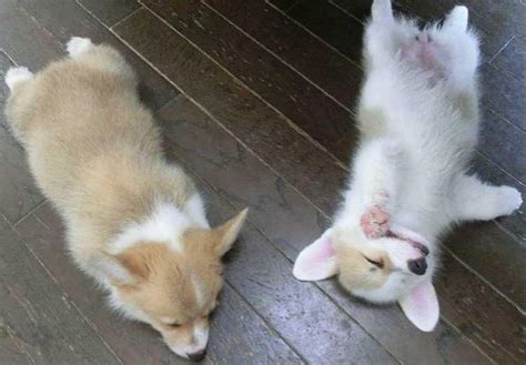 Two Welsh Corgi Puppies Sleeping