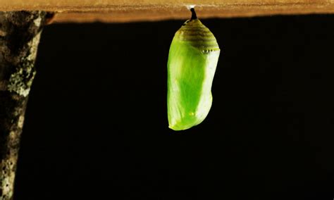 Whats The Difference Chrysalis Vs Cocoon Forest Preserve District