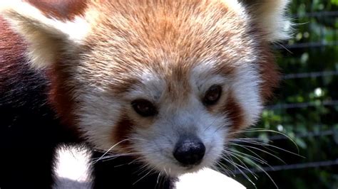 Meet The Greenville Zoos Red Pandas Youtube