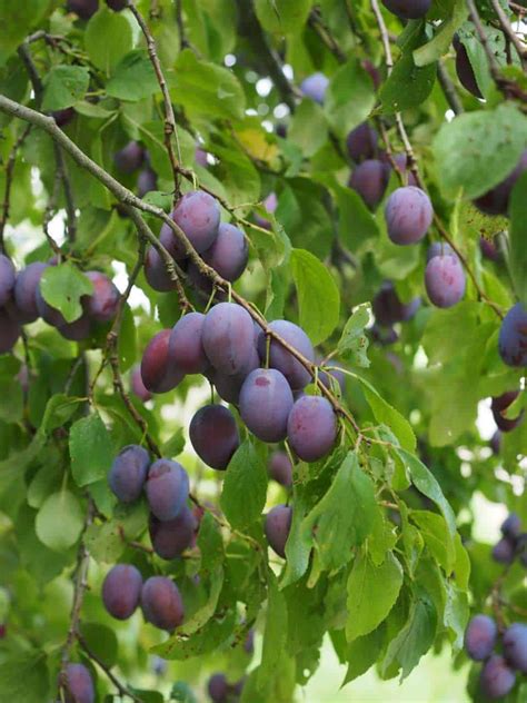 The Best Fruit Trees For The Pacific Northwest Progardentips