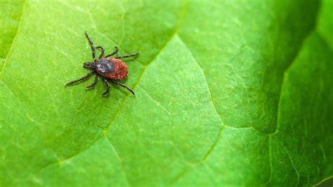 How Long Must A Tick Be Attached To You Before You Contract An