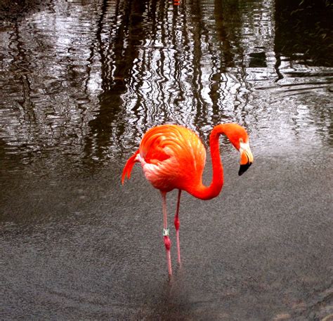 36 to 50 in (91 to 127 cm). Flamenco | Flamingo, Animals
