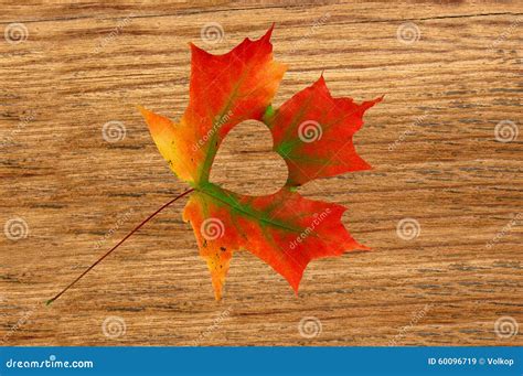 Fall In Love Photo Metaphor Red Maple Leaf With Heart Shaped Stock
