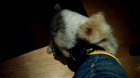 A Female Dog Humps My Leg Youtube