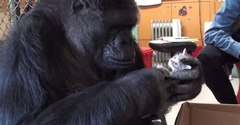 Koko The Gorilla Adopts 2 Baby Kittens After Being Unable