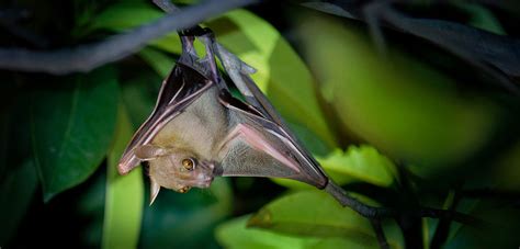 Endangered Bat Species Virginia Bat Pros