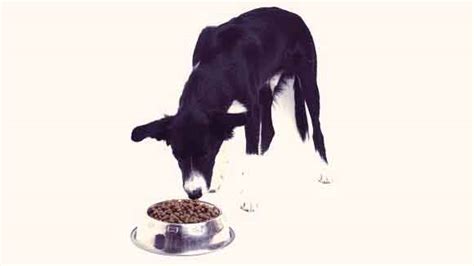 Only feed your dog the best. Healthy Diet for a Border Collie | PetCareRx