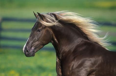 Kentucky Mountain Horse Yes I Love Horses Horse Breeds Horses