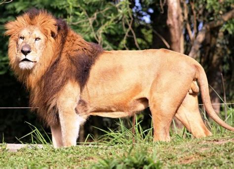 Leão Curiosidades Onde Vivem Os Leões Selvagens Resumo
