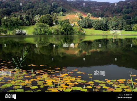 Reflections In Loughrigg Tarn Lake District National Park Cumbria