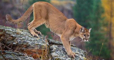 Mountain Lion Spotted In Park City Neighborhood Gephardt Daily