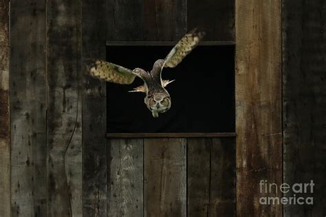 Great Horned Owl In Flight Photograph By Heather King Fine Art America