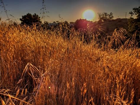 Golden Tall Grass Free Stock Photo Public Domain Pictures