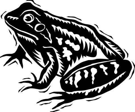 Frog Amphibien Regenwald Kostenlose Vektorgrafik Auf Pixabay