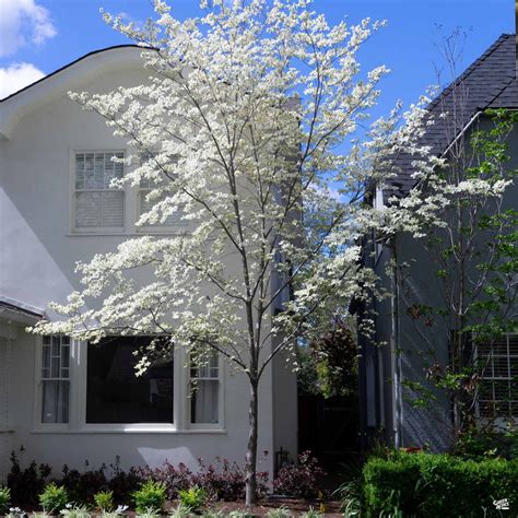 White Flowering Dogwood — Green Acres Nursery And Supply