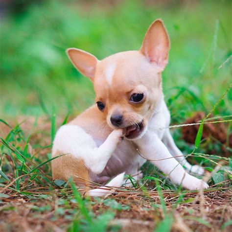 Pocket Size Chihuahua Puppy Very Small Baby Chihuahua Chihuahua