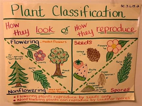 Plant Classification Anchor Chart Plant Classification Plant Science