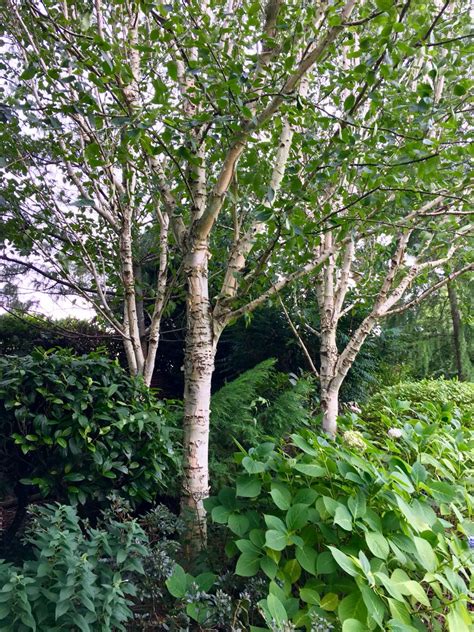 Trio Of Silver Birch Trees In Our Clients Woodland Garden Area Woodland Garden Trees To