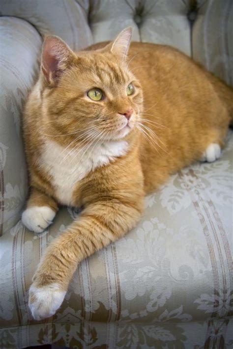 Facts On Orange Tabby Cats Cuteness Orange Tabby Cats