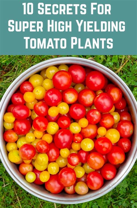 10 Pro Tips For Growing Tasty And Abundant Tomatoes Tomato Growing