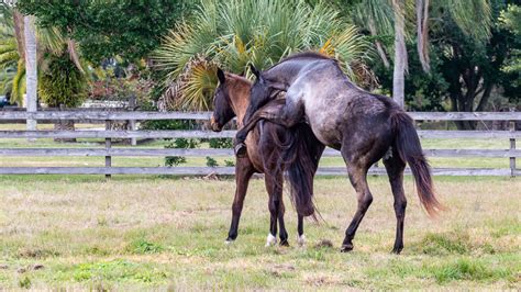 Mating Behavior – The Horse's Advocate