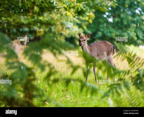 Female Sika Deer Hiding In The Ferns Stock Photo Alamy