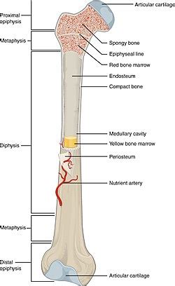 A = epiphysis b = diaphysis c = articular cartilage d = periosteum f = compact bone g = medullary cavity (yellow marrow) h = endosteum j = epiphyseal line (growth plate). Long bone - Wikipedia