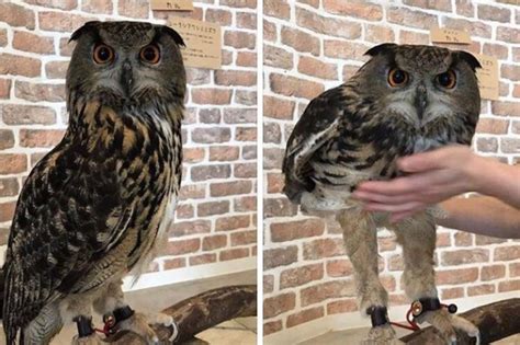 Owls Have Long Legs Who Knew
